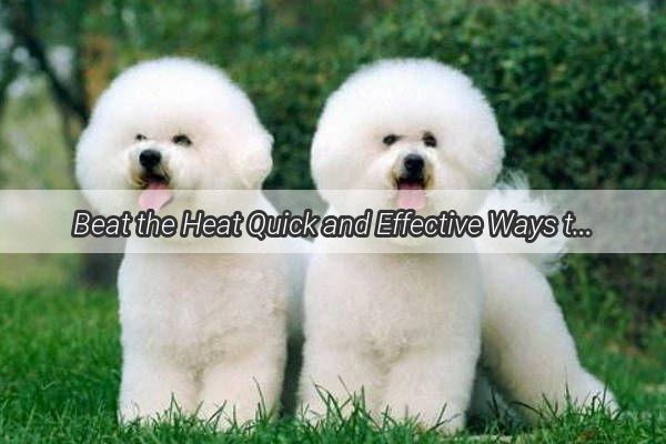 Beat the Heat Quick and Effective Ways to Cool Down Your Dog Outdoors This Summer